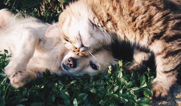 Pet-friendly rentals: what the update means for you